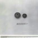 Click for 3 image(s) for this accession. FRUIT